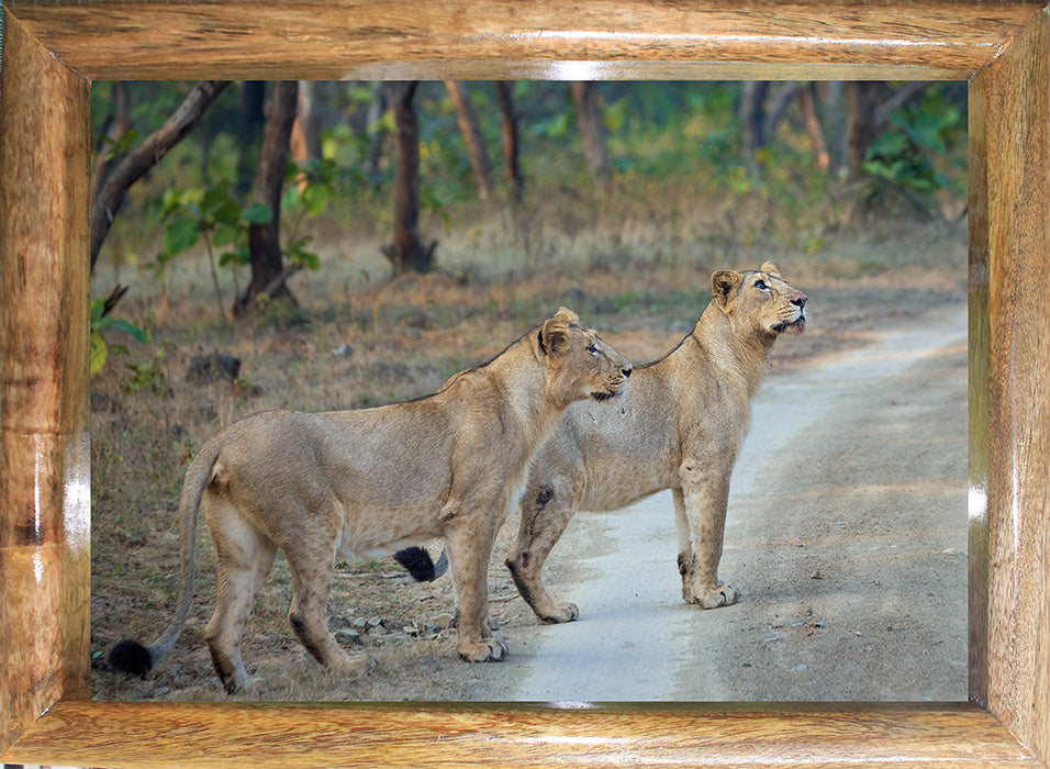 Sisters of the Wild – Lionesses on the Forest Trail | Fine Art Wildlife Print