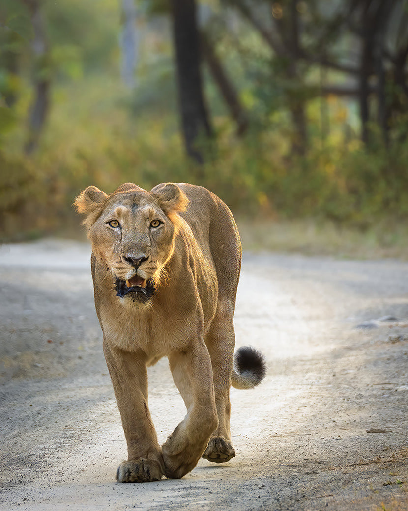Fearless Lioness Walking – Premium Wildlife Fine Art