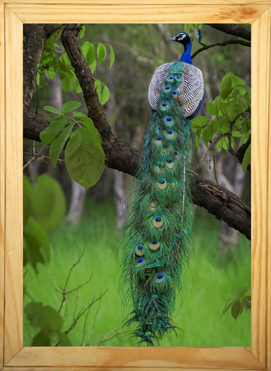 Emerald Cascade — Fine Art Peacock Photography | Limited Edition Archival Print, India