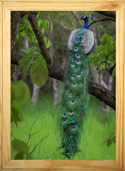 Emerald Cascade — Fine Art Peacock Photography | Limited Edition Archival Print, India