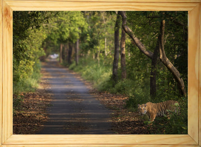 Amber Threshold — Bengal Tiger Fine Art Photography | Limited Edition Archival Print, India