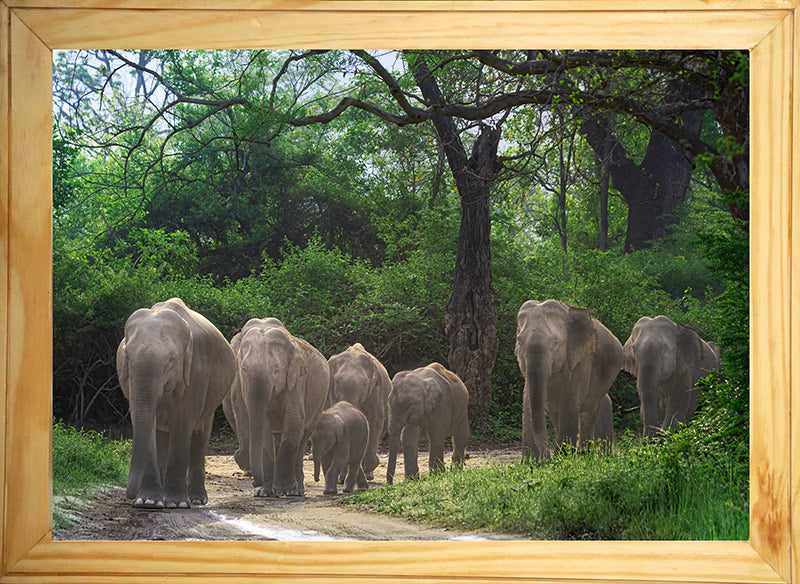 The Herd's Path - Asian Elephant Family, Wooden Photo Art | Limited Edition Wildlife Print