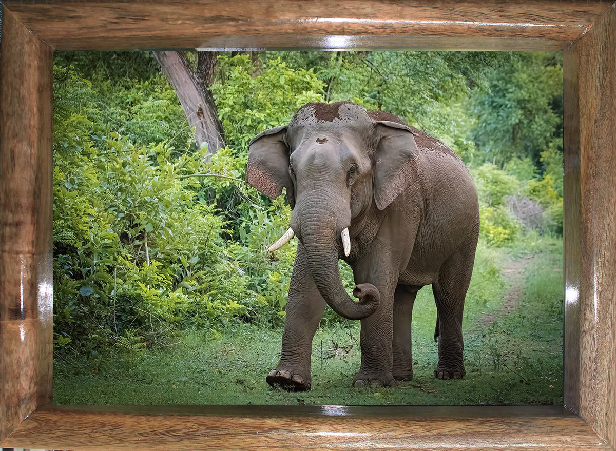 The Monarch of Corbett - Photo Art of Elephant