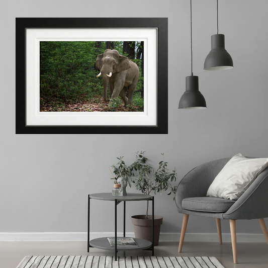 Verdant Wanderer — Asian Elephant Fine Art Photography | Limited Edition Archival Print, India