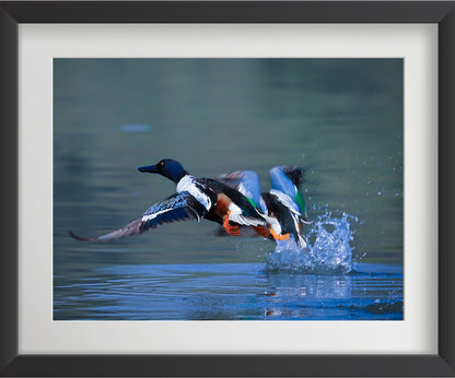 Set of 4 Eurasian Teal Bird Wall Art Prints – Fibre Frame Wildlife Photo Art for Home Decor – Vastu & Feng Shui Inspired Harmony, Love & Energy – Nature-Themed Wall Decoration