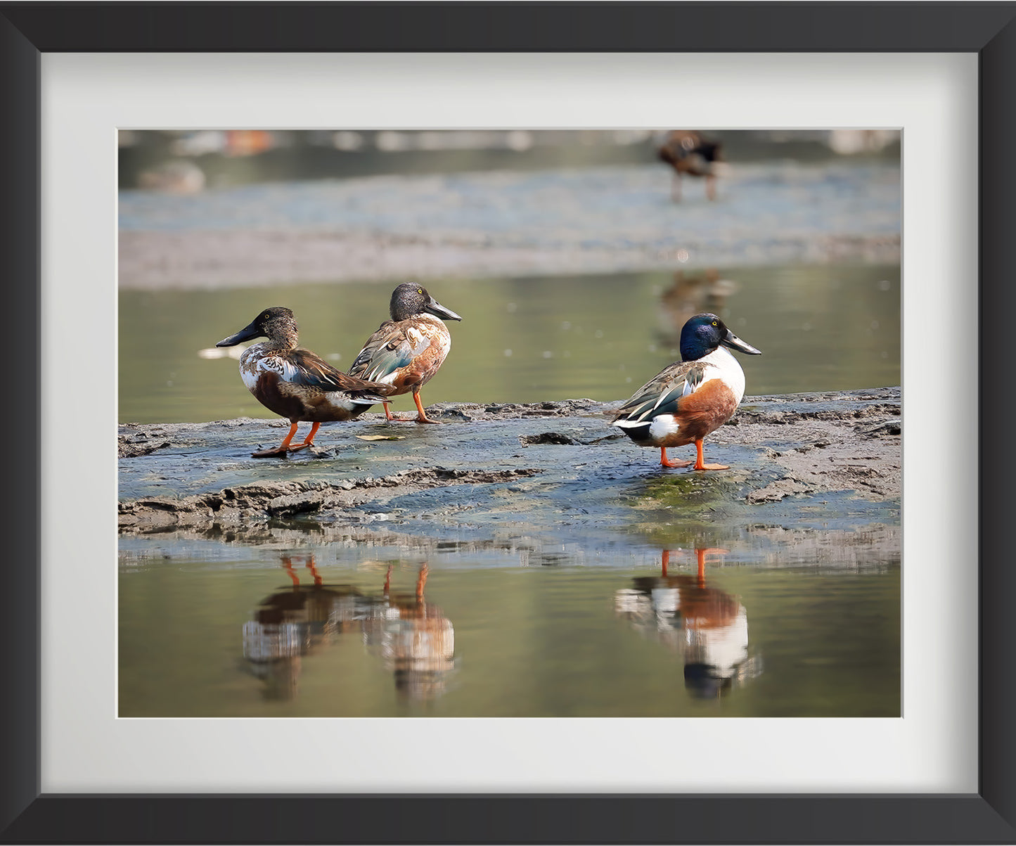 Set of 4 Eurasian Teal Bird Wall Art Prints – Fibre Frame Wildlife Photo Art for Home Decor – Vastu & Feng Shui Inspired Harmony, Love & Energy – Nature-Themed Wall Decoration
