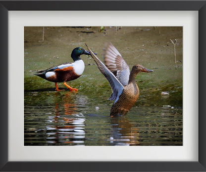 Set of 4 Eurasian Teal Bird Wall Art Prints – Fibre Frame Wildlife Photo Art for Home Decor – Vastu & Feng Shui Inspired Harmony, Love & Energy – Nature-Themed Wall Decoration