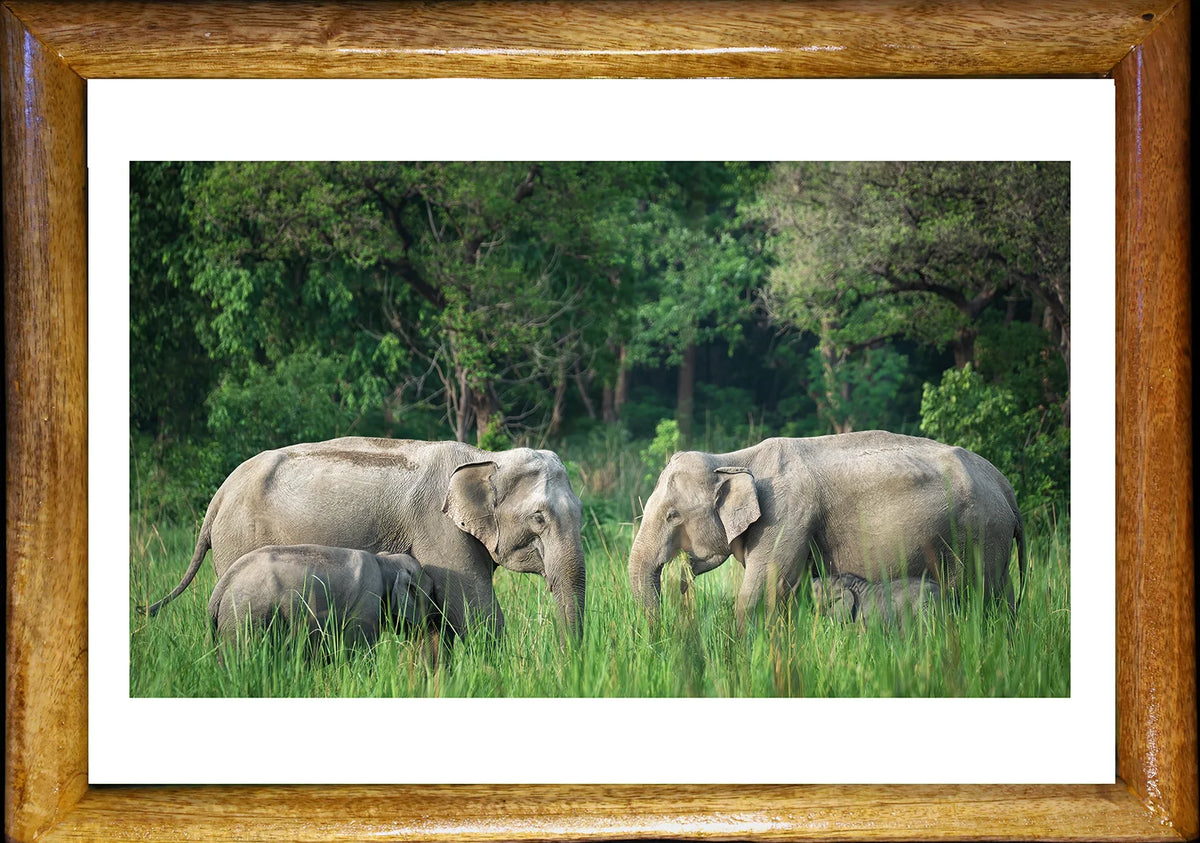 The Reunion — Elephant Herd, Fine Art Photography | Limited Edition