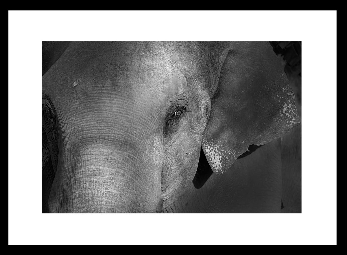 Grace in the Shadows — Elephant, Fine Art Photography | Limited Edition
