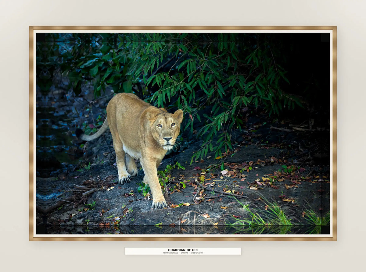 The Watchful Mother – Asiatic Lioness, Wooden Photo Art | Limited Edition Wildlife Print