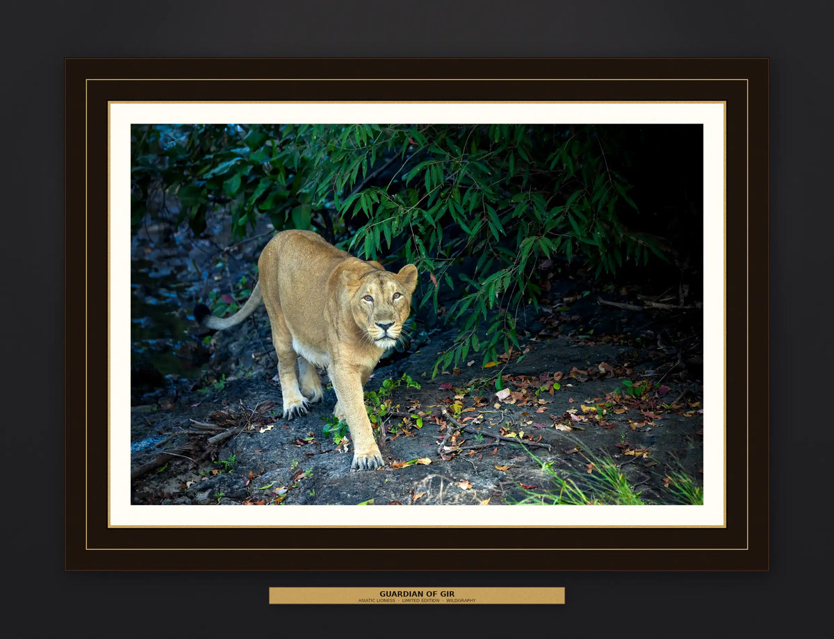 The Watchful Mother – Asiatic Lioness, Wooden Photo Art | Limited Edition Wildlife Print