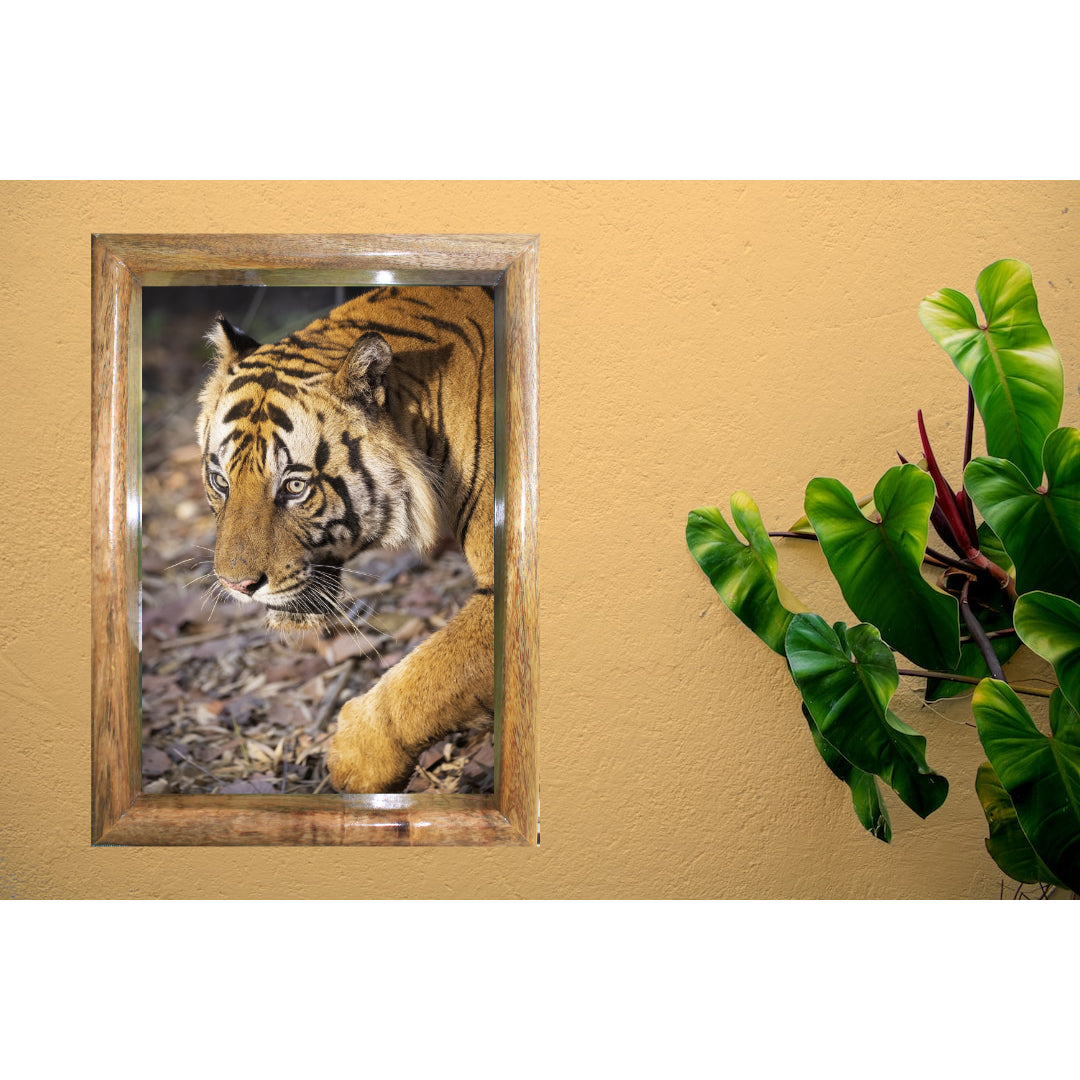 The Rival's Glare — Tiger Cubs, Fine Art Photography | Limited Edition