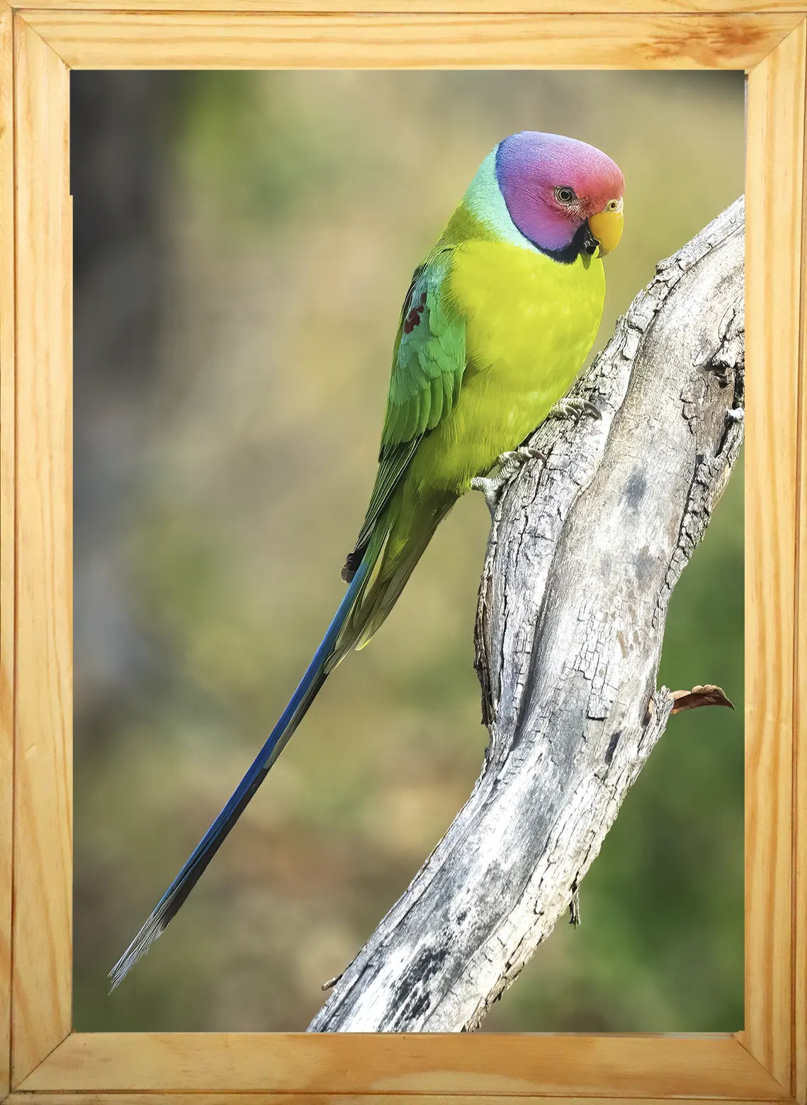 The Hidden Gem of Panna — Parakeet, Fine Art Photography | Limited Edition