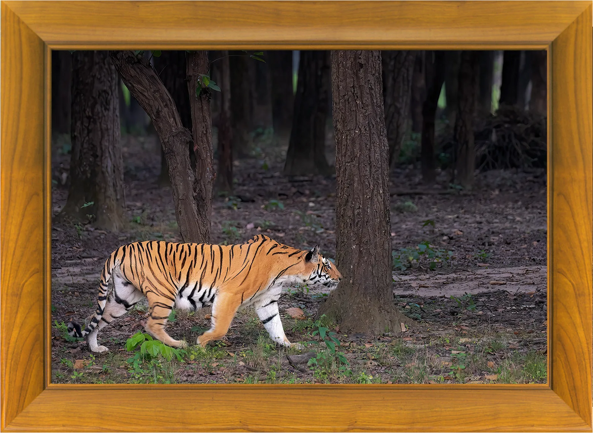 The Huntress of Kanha — Tiger, Fine Art Photography | Limited Edition